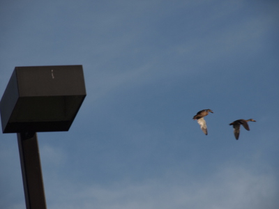 [Two ducks are in the sky above a light post. The mallard in the front has both wings down as its head points forward. The rear duck must be banking as only the inside white of the far wing and its head are visible.]